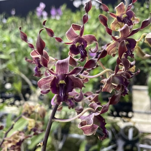 植家进口洋兰Dendrobium Cross Tangernum Discolor Hybrids 红羊