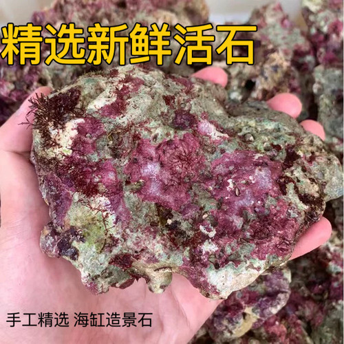 免爆藻海水高钙精品活石过滤鱼缸珊瑚缸造景海缸活石带菌海藻新鲜