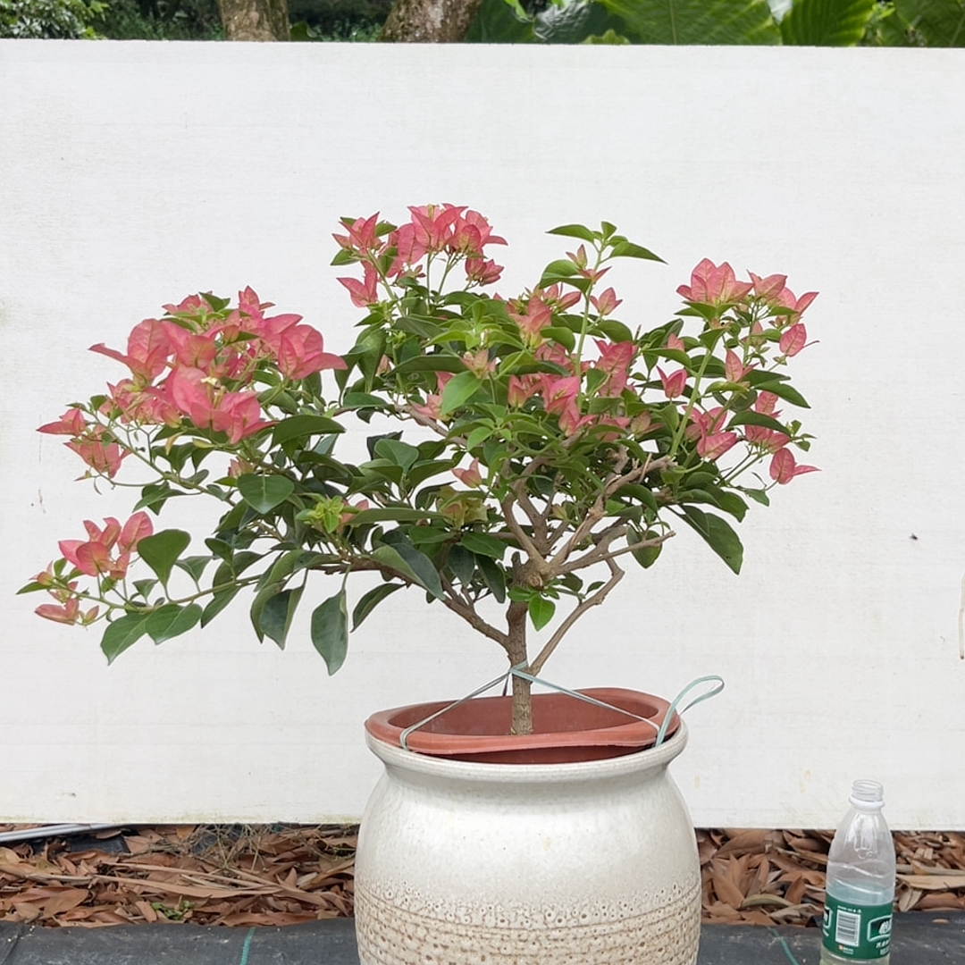 卡娅塔,705小树形老苗