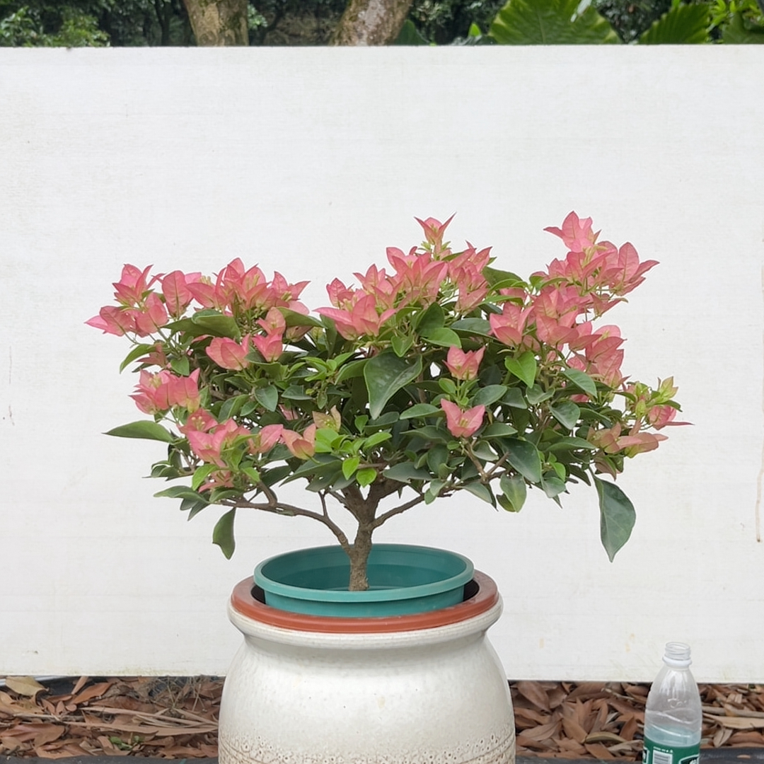 卡娅塔,954精致老苗