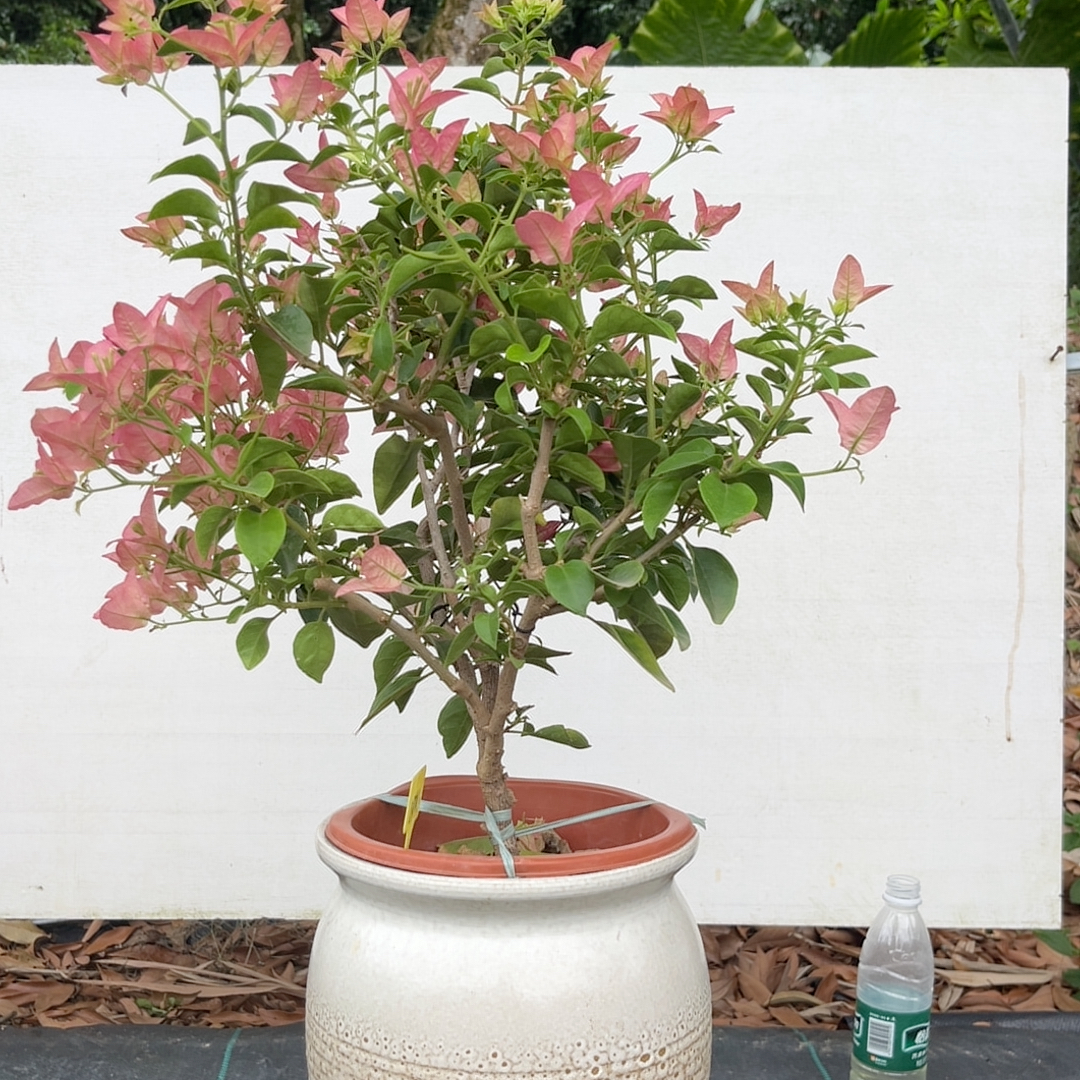 周正饱满树形,卡娅塔032