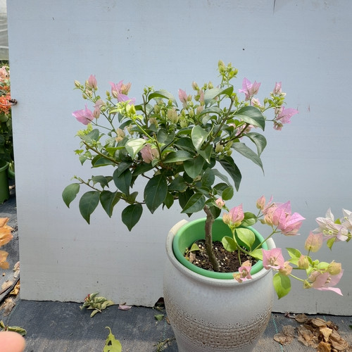 巴西紫，小弯，222