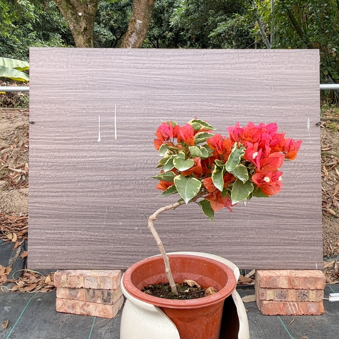 弯杆，橙冰，115,鲜花速递/花卉仿真/绿植园艺,时令草本花卉,淘宝优惠券,粉丝福利购,淘宝优惠卷