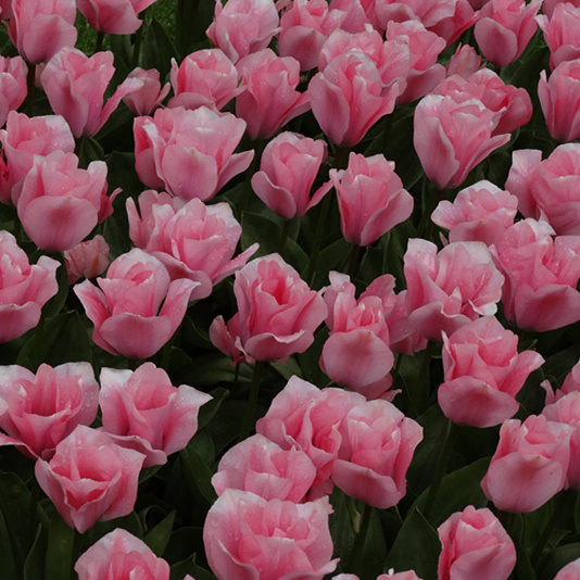 B119荷兰郁金香高清摄影图库图片素材花卉花朵鲜花植物照片背景