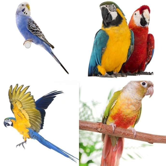 B634五彩鹦鹉白底鸟禽摄影照片高清图片素材