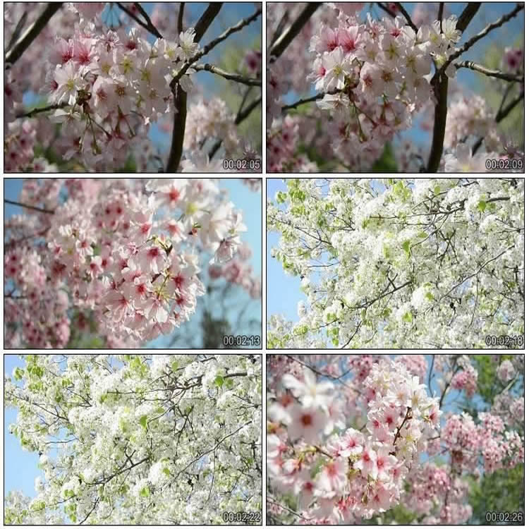 高清实拍桃花樱花盛开花园花海枝头特写桃花盛开开放花蕾视频素材