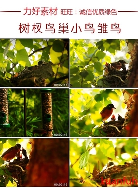 CS091高清实拍树杈鸟巢小鸟雏鸟喂食小鸟森林风光视频素材