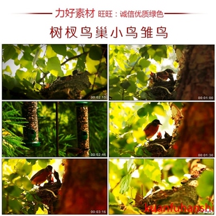 CS091高清实拍树杈鸟巢小鸟雏鸟喂食小鸟森林风光视频素材