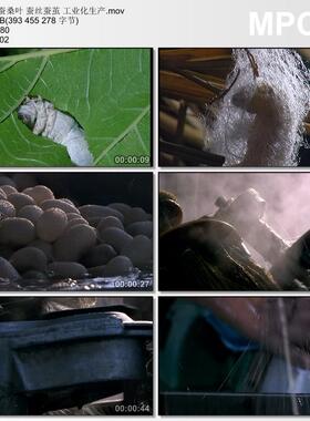 春蚕桑叶 蚕丝蚕茧 工业化生产 吐丝 丝绸 纺织传统工艺 视频素材