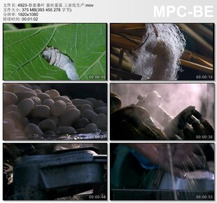 春蚕桑叶 蚕丝蚕茧 工业化生产 吐丝 丝绸 纺织传统工艺 视频素材