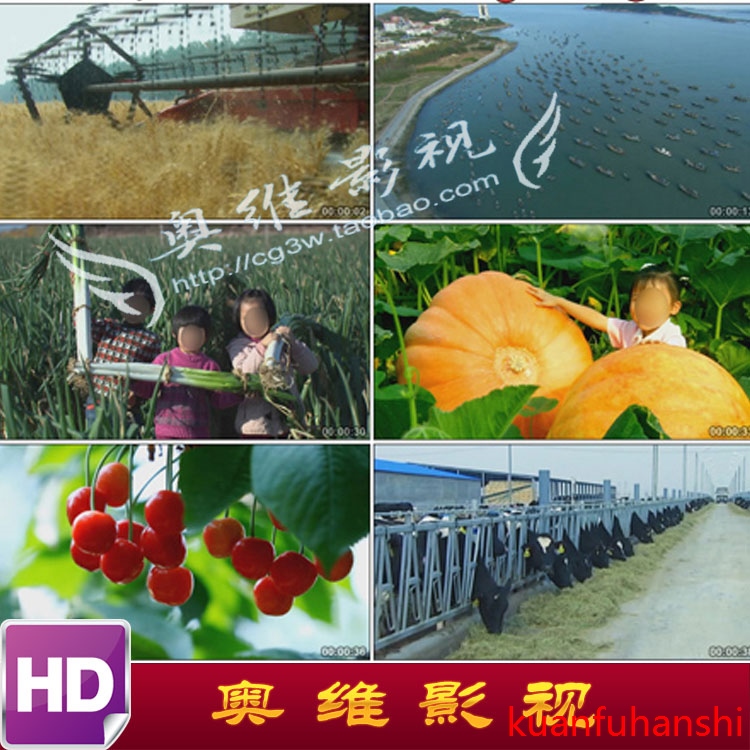 农业天然绿色生态丰收蔬菜南瓜水果葡萄高清实拍视频素材食品安全