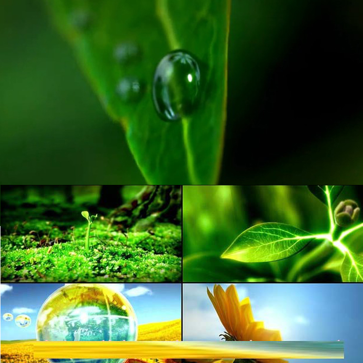 水滴树叶发芽生长向日葵视频素材大自然绿色植物绿叶高清视频素材