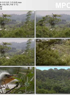 森林中的鸟群 白色仙鹤 高清实拍视频素材