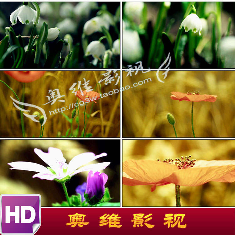 V124延时摄影草上露珠 水滴 花开过程 自然风光 高清实拍视频素材