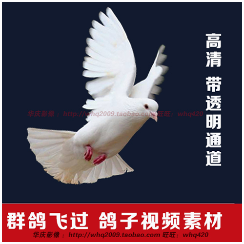 和平鸽放飞白鸽飞翔鸽子群飞过带透明通道高清前景视频素材库合集