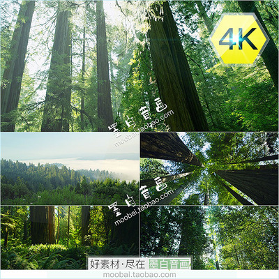4K阳光森林树林雨林绿色清新树叶红杉木环境优美高清实拍视频素材
