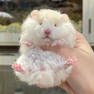 家养长毛金丝熊活物挑选稀有卷毛黑波利打疫苗纯银肉桂仓鼠金丝熊