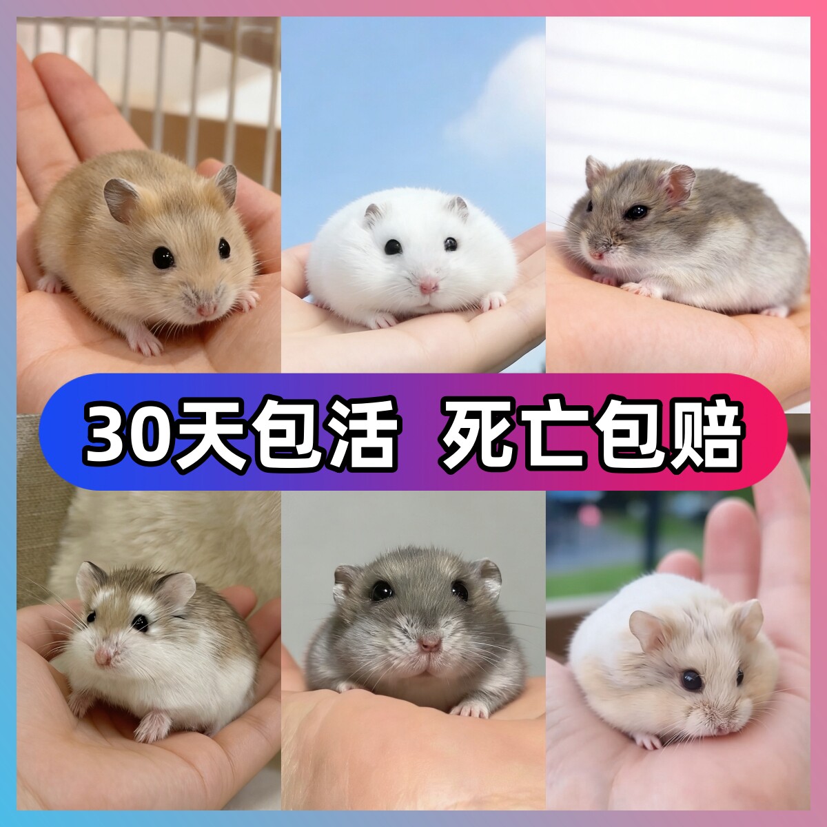 小仓鼠家养侏儒活体宠物布丁银狐三线公婆紫仓奶茶公母小型金丝熊,宠物/宠物食品及用品,仓鼠,淘宝优惠券,粉丝福利购,淘宝优惠卷