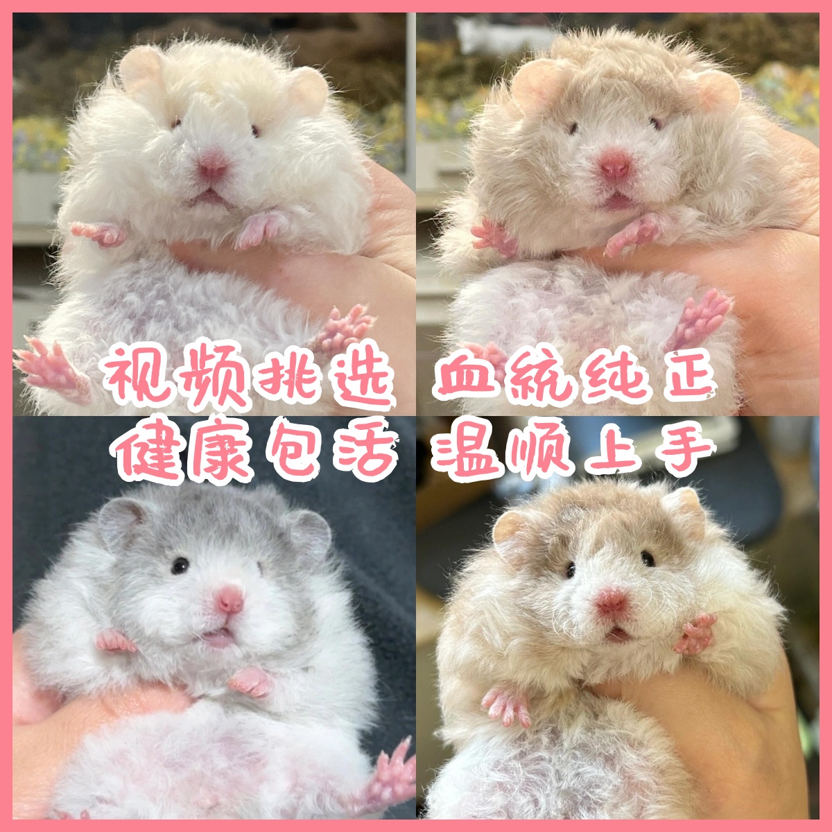 精品波利金丝熊藤盒发货售后包活