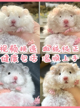 家养长毛金丝熊活物大体小宠稀有卷毛黑火蜜波利纯银鸽灰肉桂仓鼠