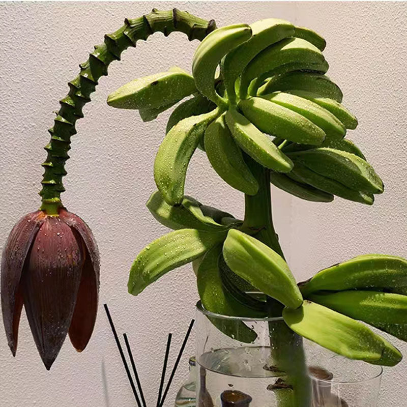 整串芭蕉花水培连果带杆