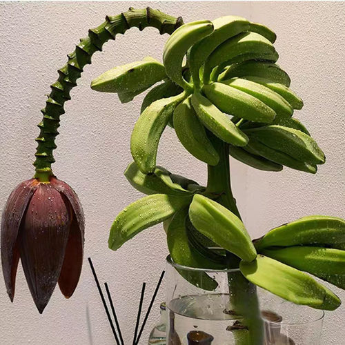 整串芭蕉花水培连果带杆