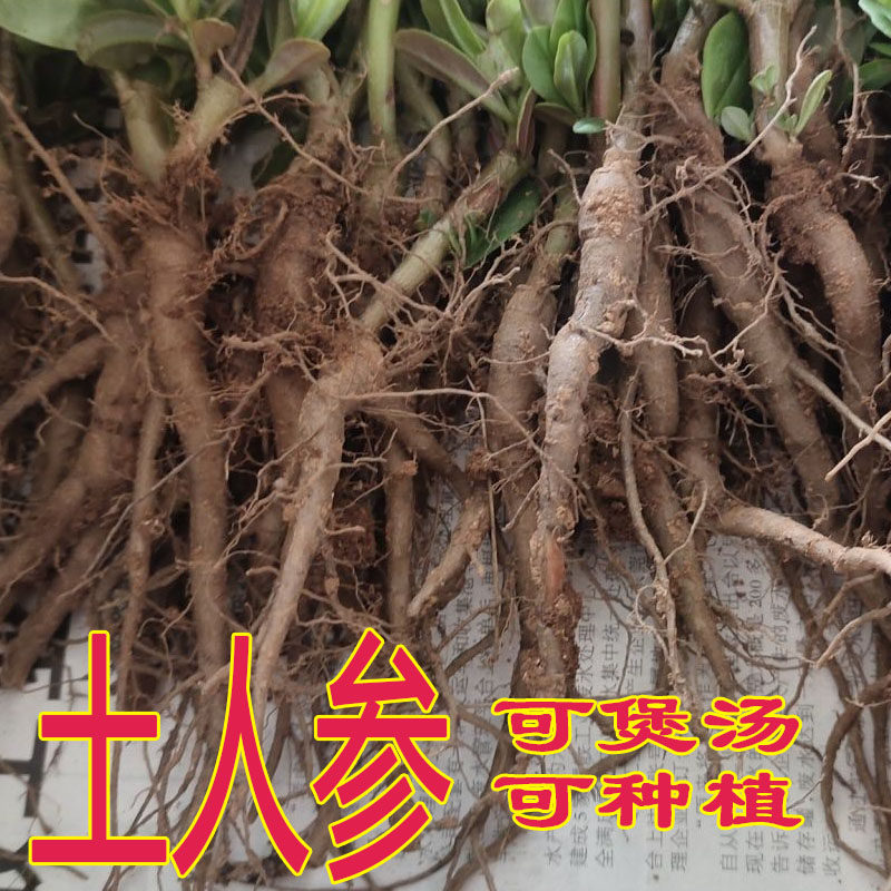 广西野生土人参煲汤可种新鲜土人参高丽参枦兰红参花飞来参鲜品,鲜花速递/花卉仿真/绿植园艺,绿植,淘宝优惠券,粉丝福利购,淘宝优惠卷