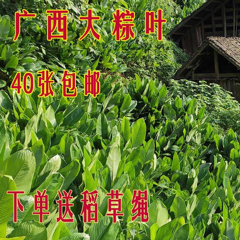 广西粽叶免邮新鲜大号40张粽子叶现摘野生肇庆裹蒸粽干柊叶冬过年