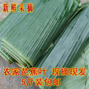 农家新鲜芭蕉叶2斤包邮香蕉叶做糍粑粽子糕点糯米烧烤摆盘烤鸡