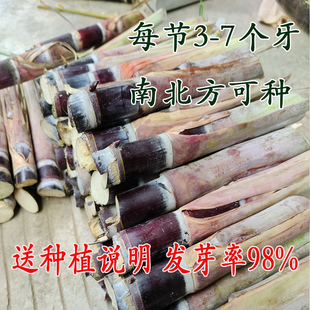广西黑皮甘蔗苗种子南北方种植水果苗盆栽黄皮甘蔗种黄金甘蔗种苗