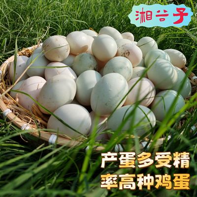 湘谷子洞庭湖麻鸭种鸭场蛋鸭产蛋量高受精率高种蛋可孵化新鲜鸭蛋