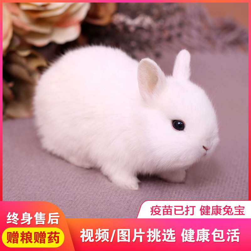 温顺小宠物小白兔茶杯兔长不大兔子侏儒兔小耳朵兔儿童礼物宠物兔