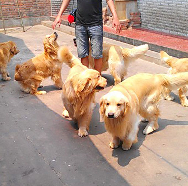 上海犬舍双血统赛级纯种金毛犬幼犬活体小金毛幼崽宠物狗狗出售