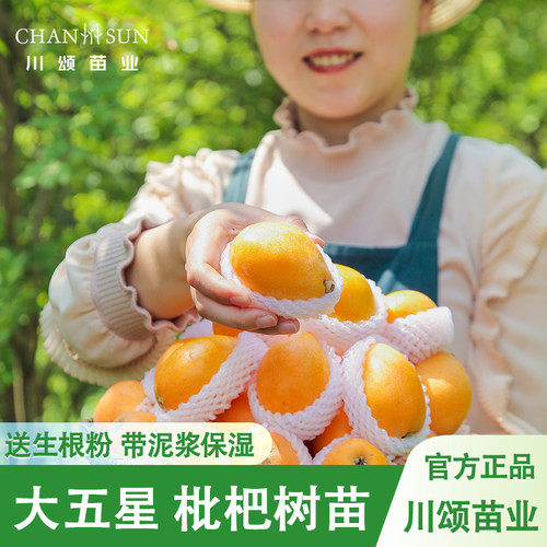 【川颂苗业】大五星枇杷苗包成活