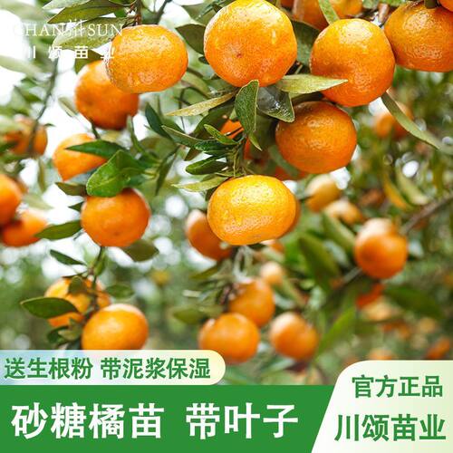 川颂苗业晚熟砂糖橘苗