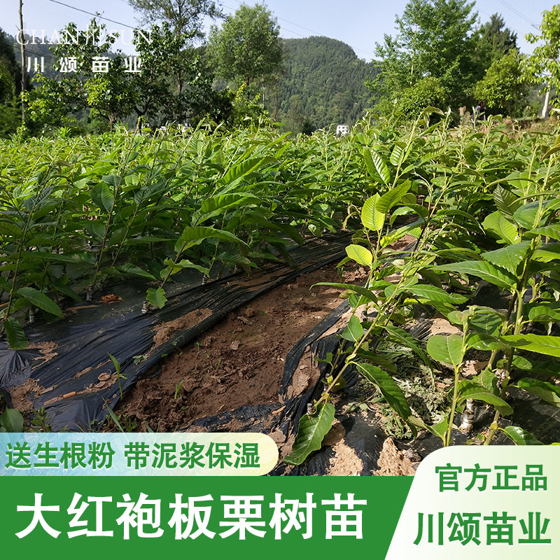 【川颂苗业】大红袍板栗苗包成活