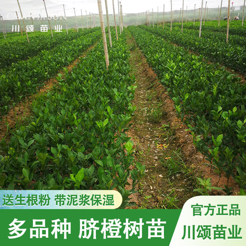 【川颂苗业】多品种脐橙苗包成活