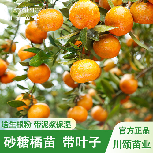 【川颂苗业】砂糖橘树苗包成活