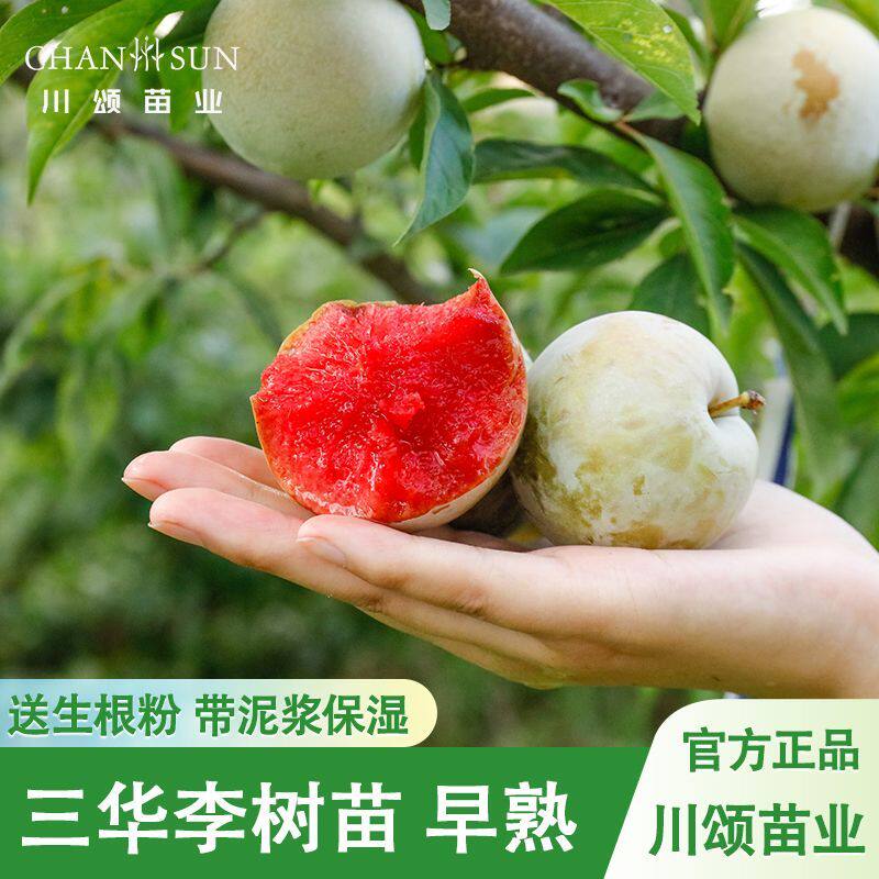 李子树苗三华李树苗早熟李子苗大耐寒新鲜李山华李子苗翁源三华李