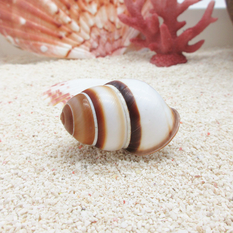 【白蜗牛螺2-3cm】寄居蟹替换备用壳 海螺盔甲 水族装饰 蜗居天下
