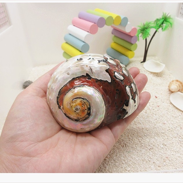 【7-10cm替换壳集合】陆地淡水寄居蟹专用备用壳 天然海螺壳 脱壳,宠物/宠物食品及用品,爬宠清洁及日用品,淘宝优惠券,粉丝福利购,淘宝优惠卷