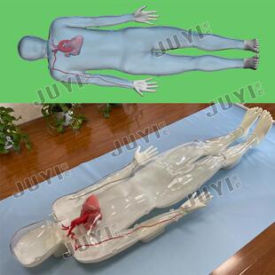 3D打印成人1:1人体模型/医学CT三维重建心脏/冠脉/桡动脉血管建模