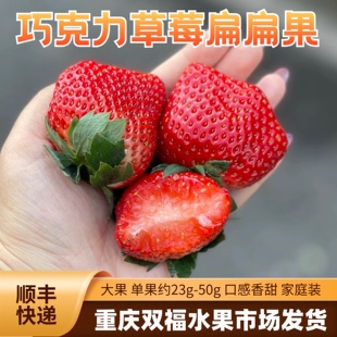 当季水果推荐~成都巧克力草莓扁扁大果丑草莓香甜多汁重庆双福