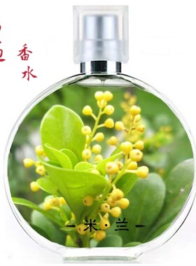 简装喷雾米兰花清新偶遇私家