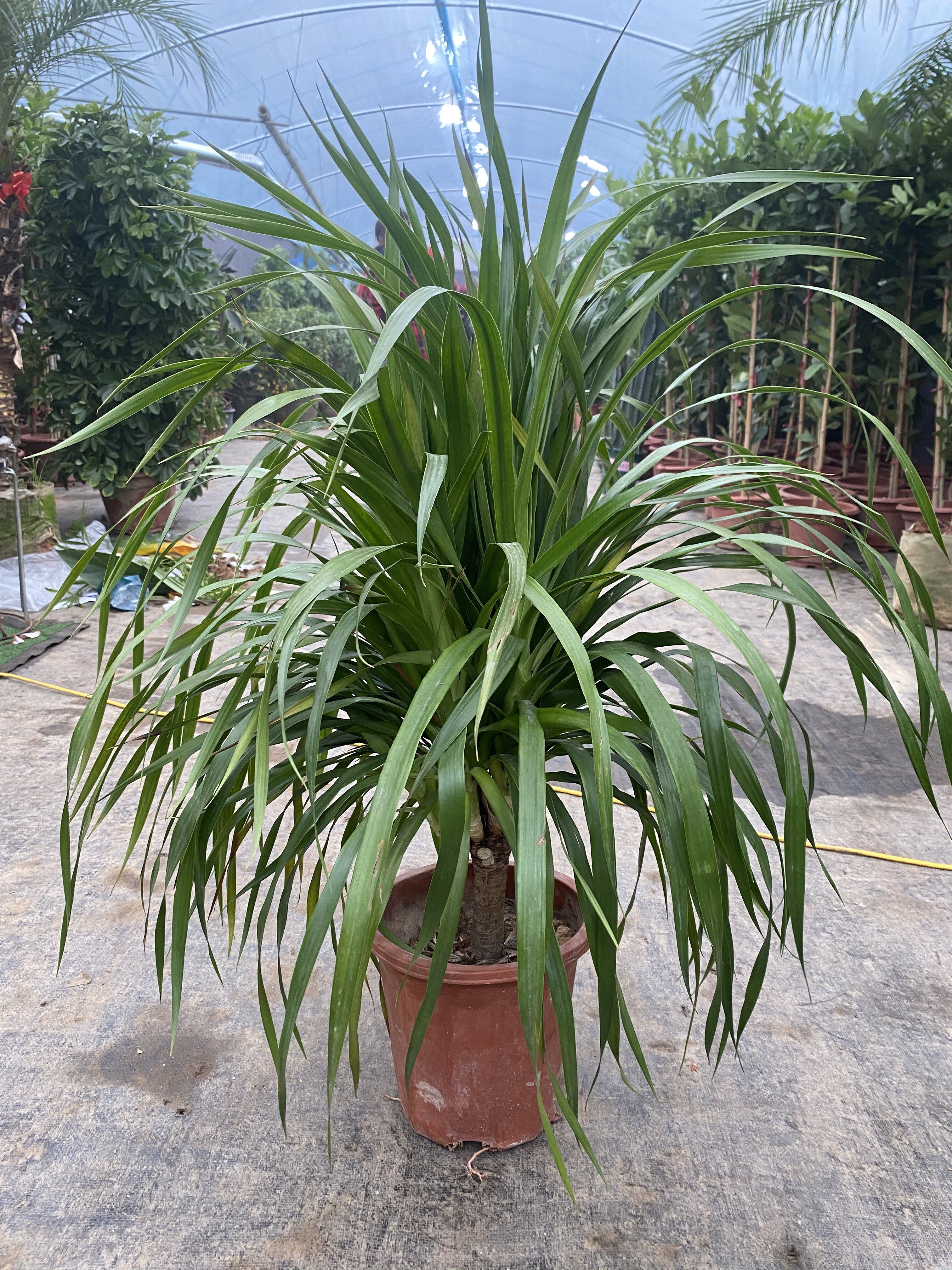 龙血树大型绿植多头单杆老桩造型龙须树耐阴观叶植物网红室内盆栽