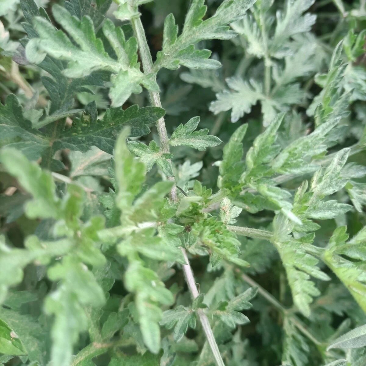 云南蒿子新鲜 可以驱蚊叶子捣碎可伤口止血根部熬药止泻