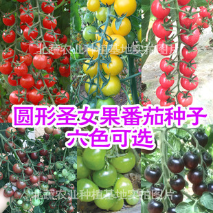 小番茄种子小柿子籽圣女果种孑超甜樱桃蕃茄种苗盆栽阳台大棚四季