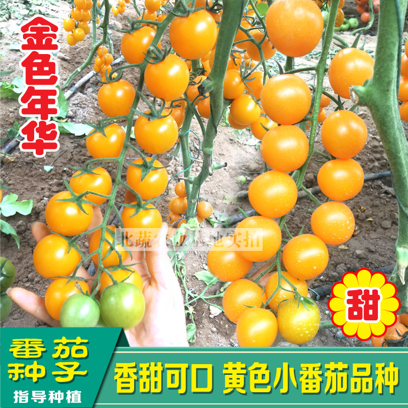 小黄柿子籽黄色小番茄种子圣女果超甜西红柿盆栽四季金色年华