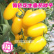 甜蜜99黄色小番茄种子丹东409黄小柿子种籽花生柿子种孑超甜四季