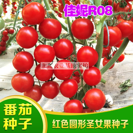 小番茄种子红色圆形超甜柿子籽红圣女果小柿子籽大棚菜园盆栽四季